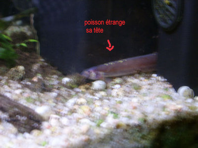 serp2modif.jpg