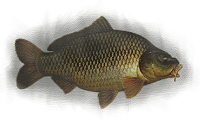 poisson La Mouche